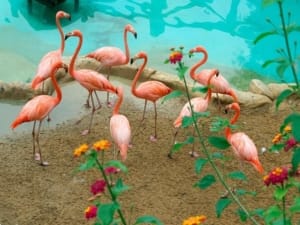 Flamingos i Torrevieja: Bevittna naturens rosa skönhet